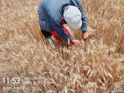 小麦篇| 水禾土植物免疫蛋白助力小麦每亩增产近200斤